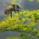 Painting of a redbelted bumblebee (thumb).