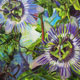 Painting of passionflowers in green forest jungle.