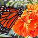 Painting of monarch butterfly on marigold.