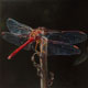 Painting of a red meadowhawk dragonfly.(thumb).