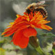 Painting of a little bumblebee on a marigold (thumb).