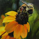 Painting of a little bee on a black-eyed Susan.