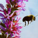 Painting of flying bumblebee and purple loosestrife