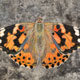 Painting of a painted lady butterfly on granite rock (thumb).