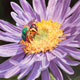 Painting of Sweat bee on alpine aster
